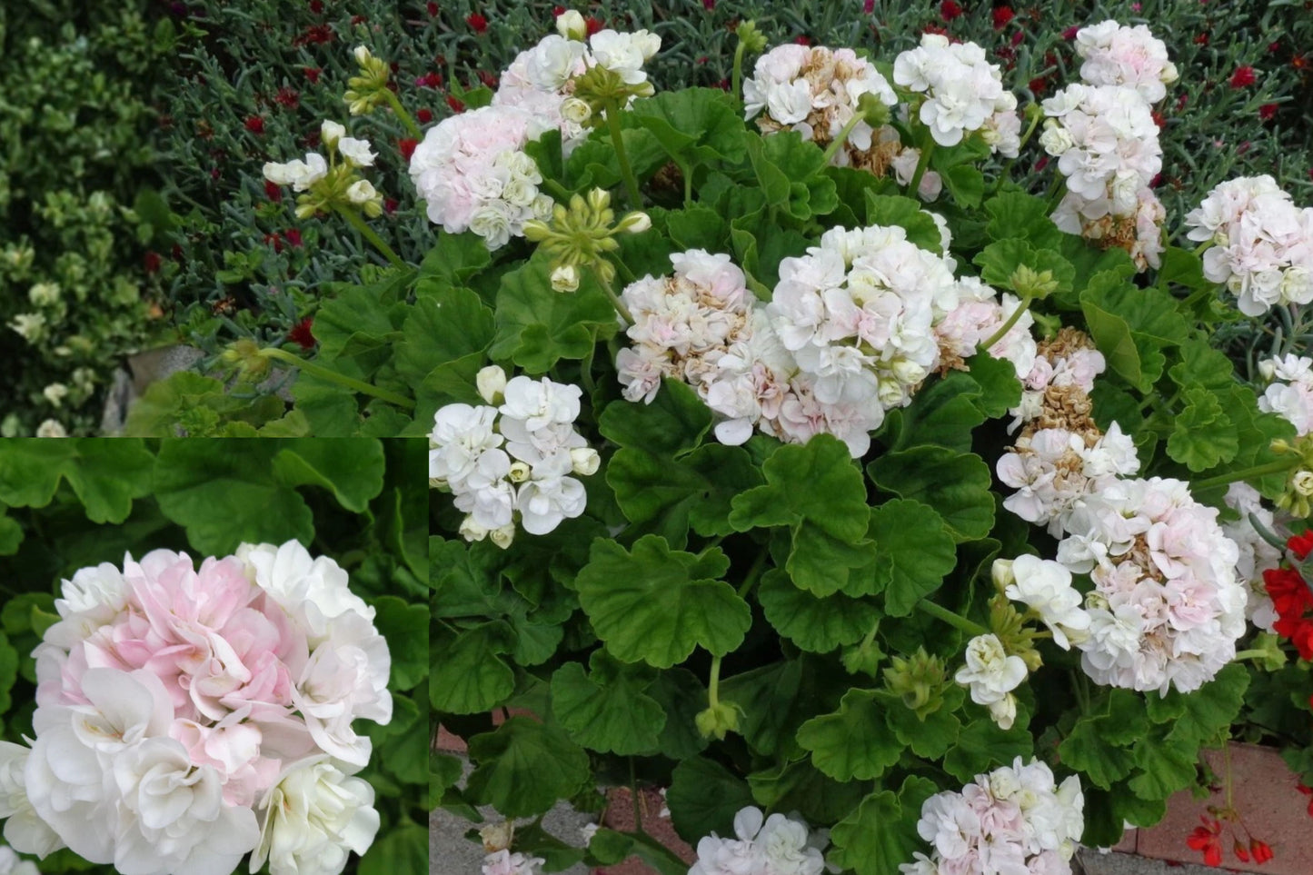 White Pink Geranium 3 Cuttings – Pelargonium Live Starter Cuttings