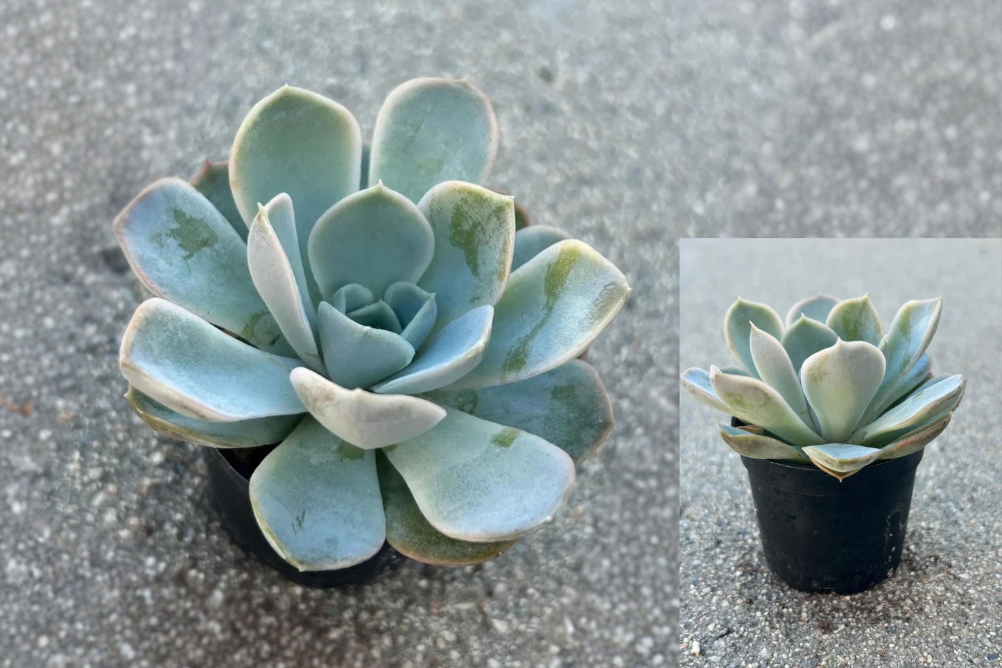 Echeveria Joselrin Live Succulent Plant – 2" Fully Rooted