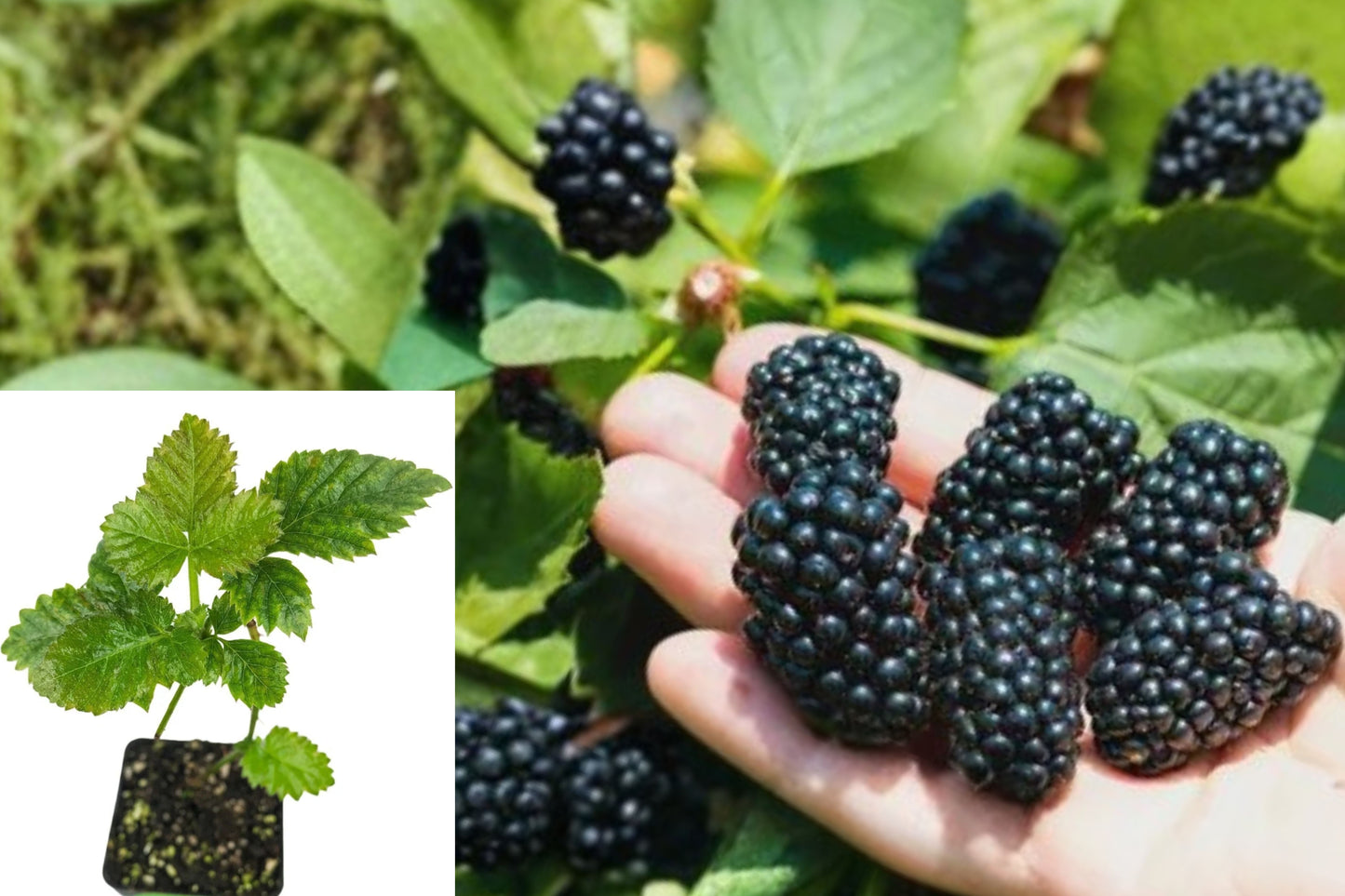 Kiowa Blackberry Live Plant – 3–8 Inch Potted Starter – Rubus