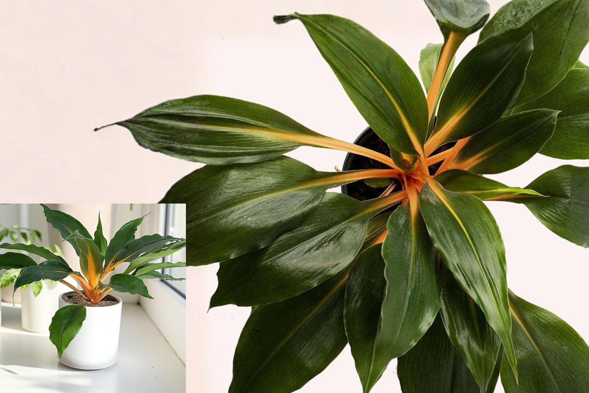 Fire Flash Plant, Chlorophytum Amaniense Live Potted Houseplant, Orange Stem Tropical Indoor Foliage