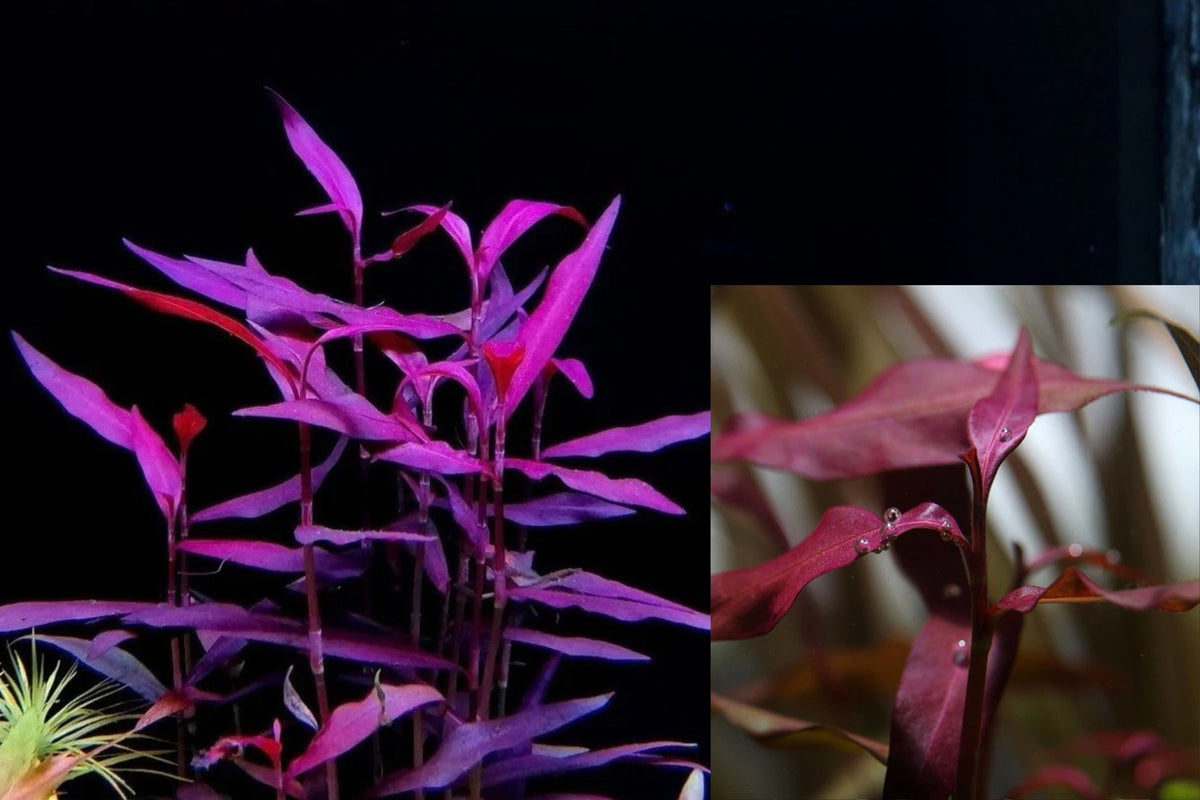 Persicaria Sao Paulo 3 Stems – Live Aquarium Plant
