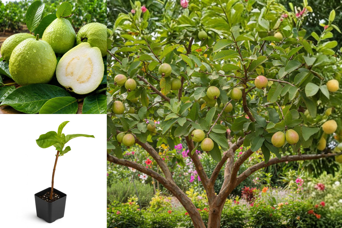 White Guava Live Plant, Tropical Fruit Tree Starter, Guava Tree in 4 Inch Pot, Backyard Orchard Plant