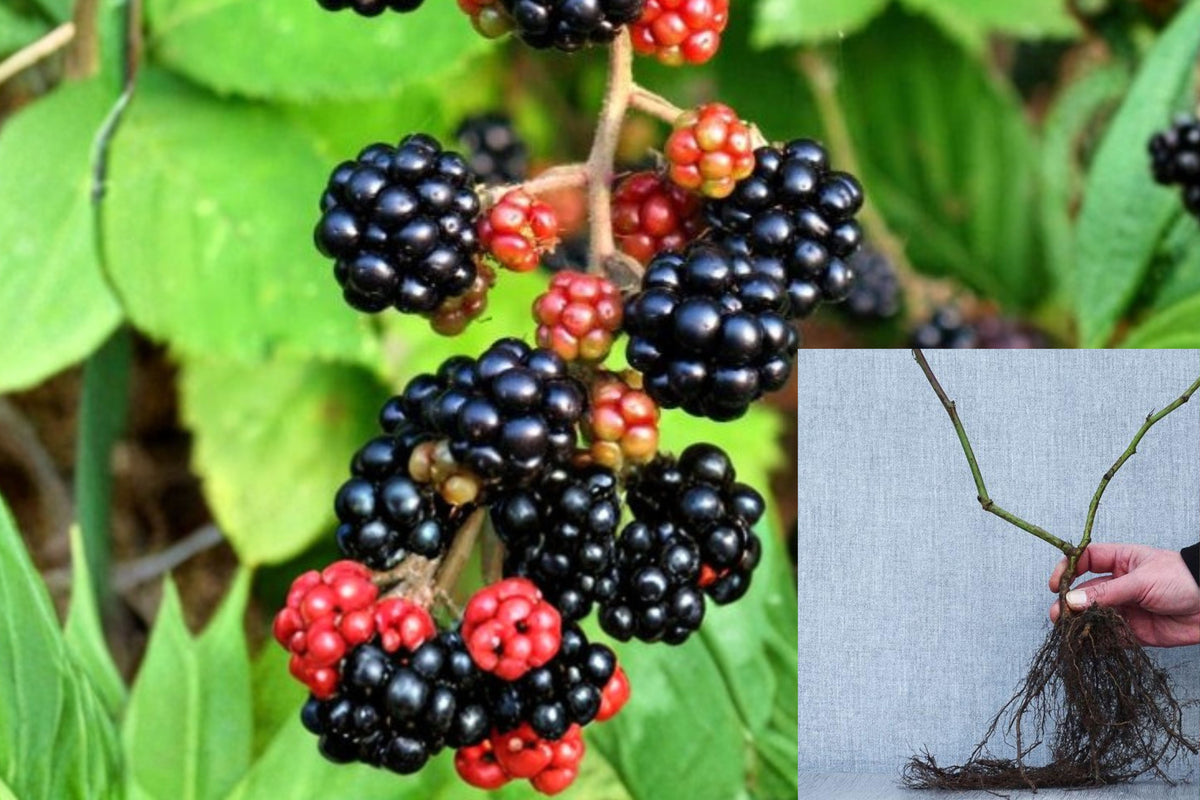 3 Himalayan Blackberry Bare Root Plants, Rubus Armeniacus Berry Canes, 10–15 Inch Cane, Thorny Fruit Vine