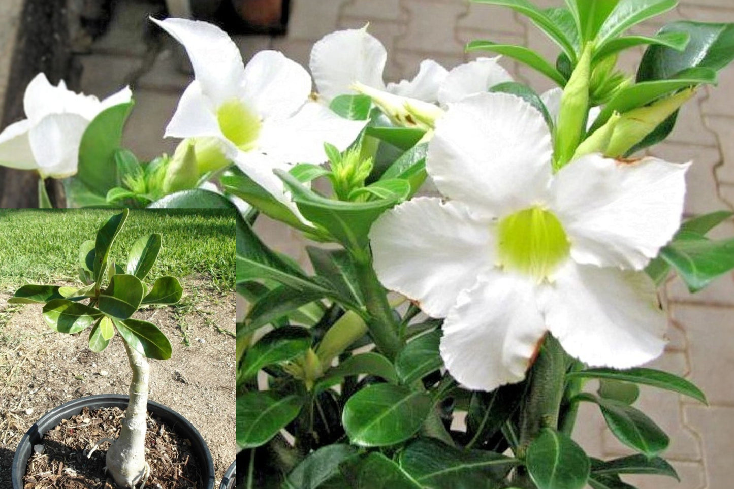 White Desert Rose Live Starter Plant 3–5 Inch – Adenium obesum