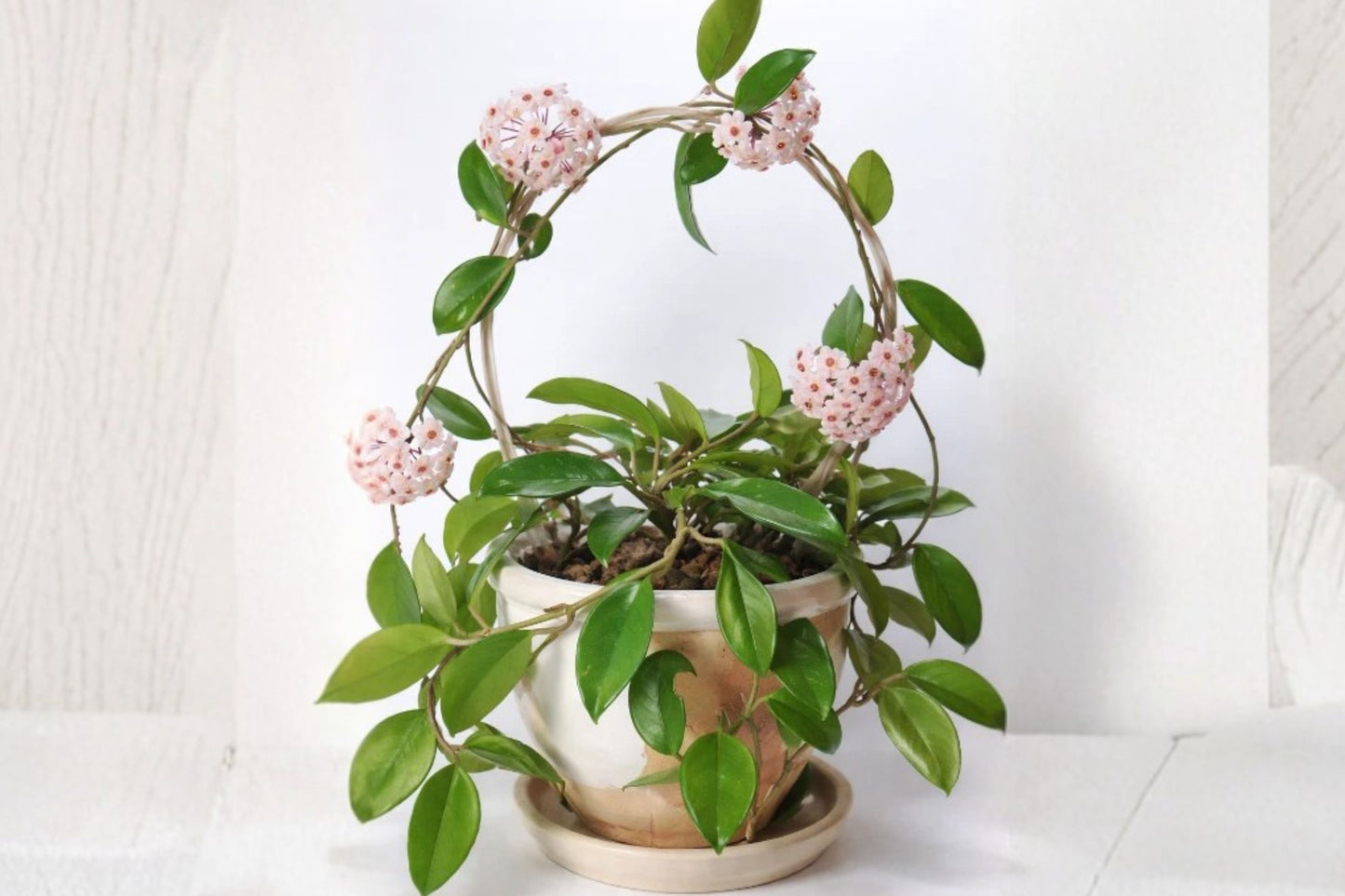 Hoya Carnosa 'Honey' Live Plant – Approx. 4 Inches – Porcelain Flower Vine