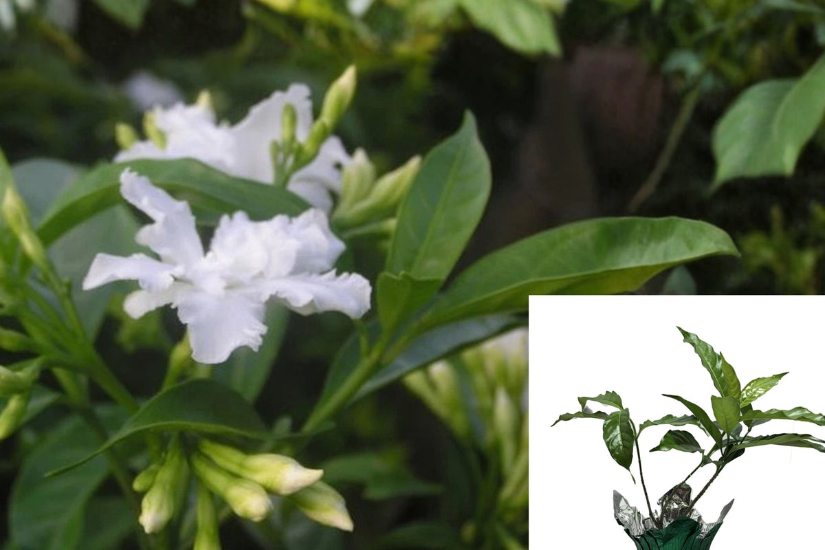 Florida Gardenia Crape Jasmine Live Plant – 1 Starter – Tabernaemontana divaricata