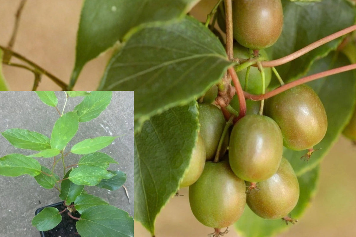 Hardy Kiwi ‘Anna’ Live Plant – 1 Female Vine – 4" Pot – Actinidia arguta