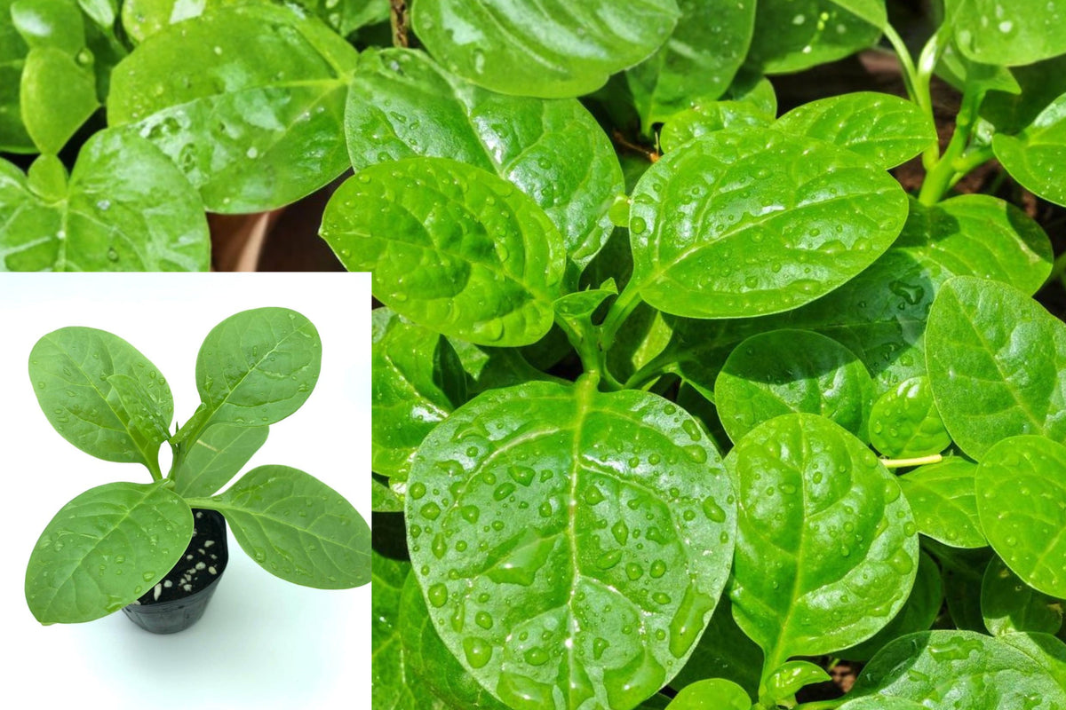 Green Malabar Spinach Live Plant, Basella alba Edible Climbing Vine, 5–8 Inch Vegetable Garden Starter, 1 Live Plant