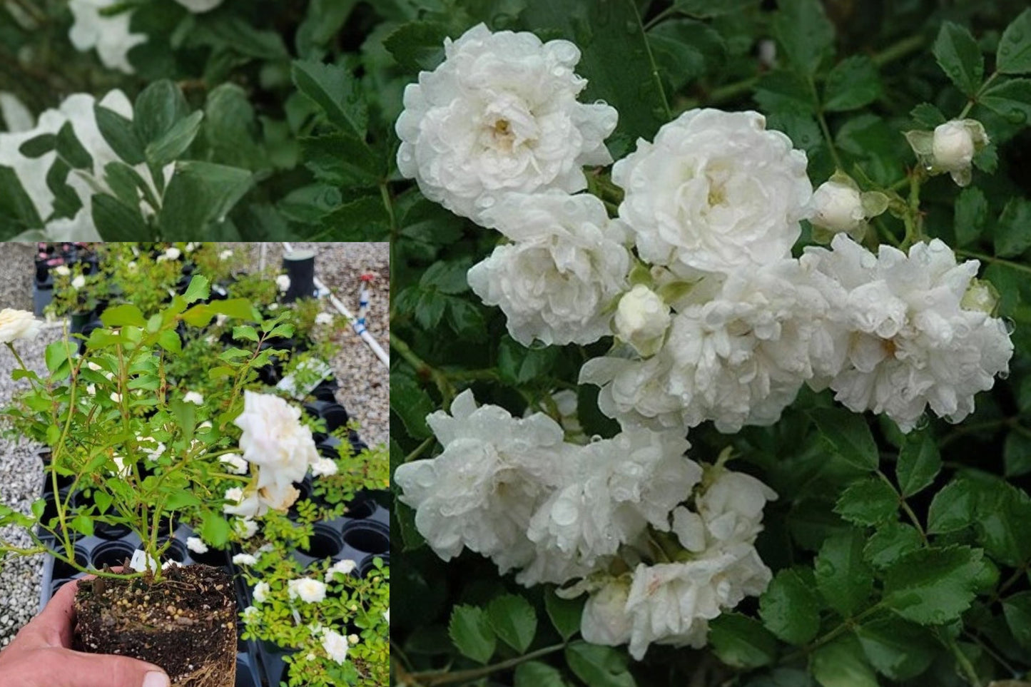 White Drift Rose Live Plant – 1 Quart Grow Bag – Rosa ‘Meizorland’