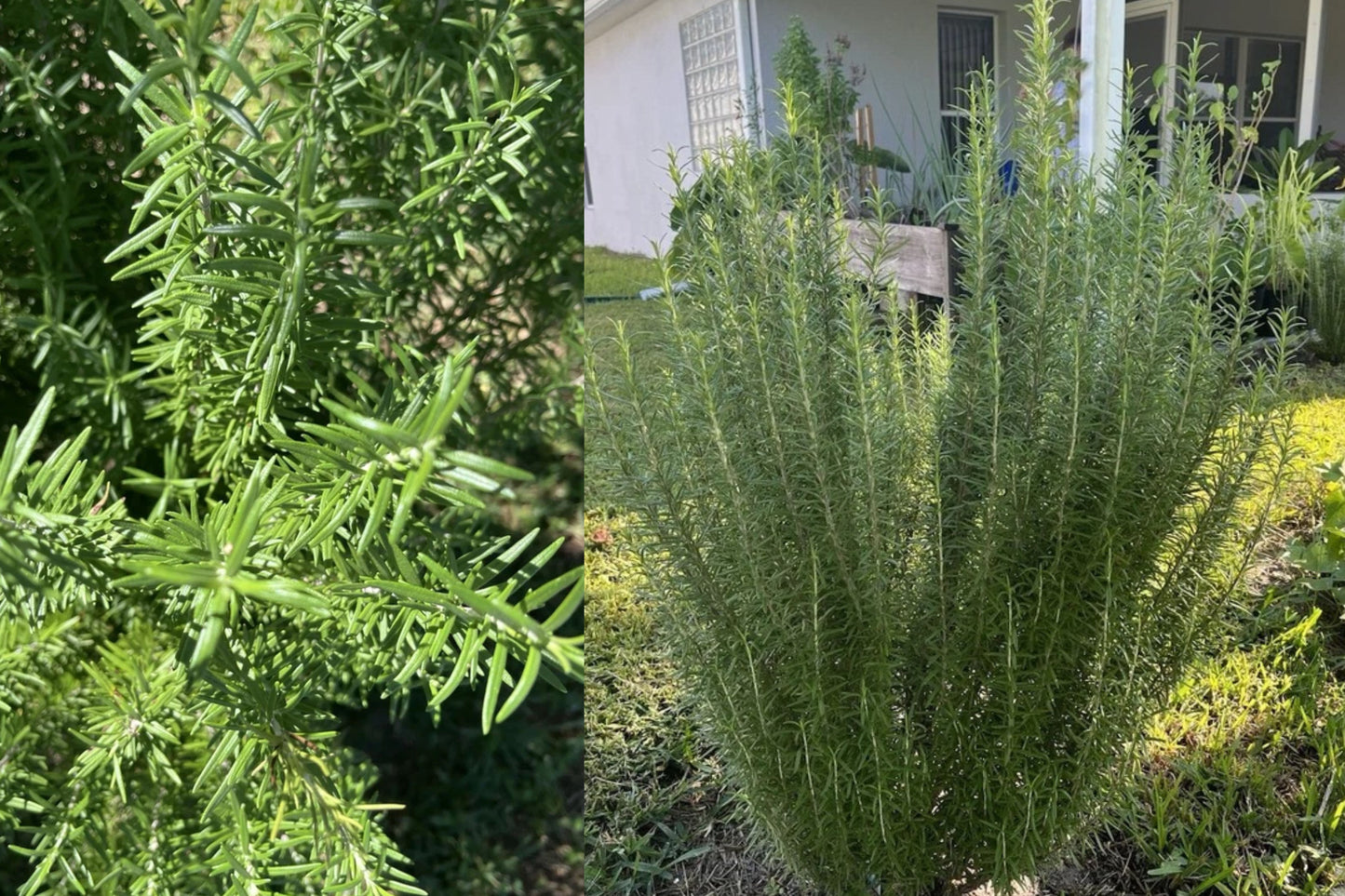 Rosemary 1 Live Rooted Bare Root Cutting – 24 Inch Plant