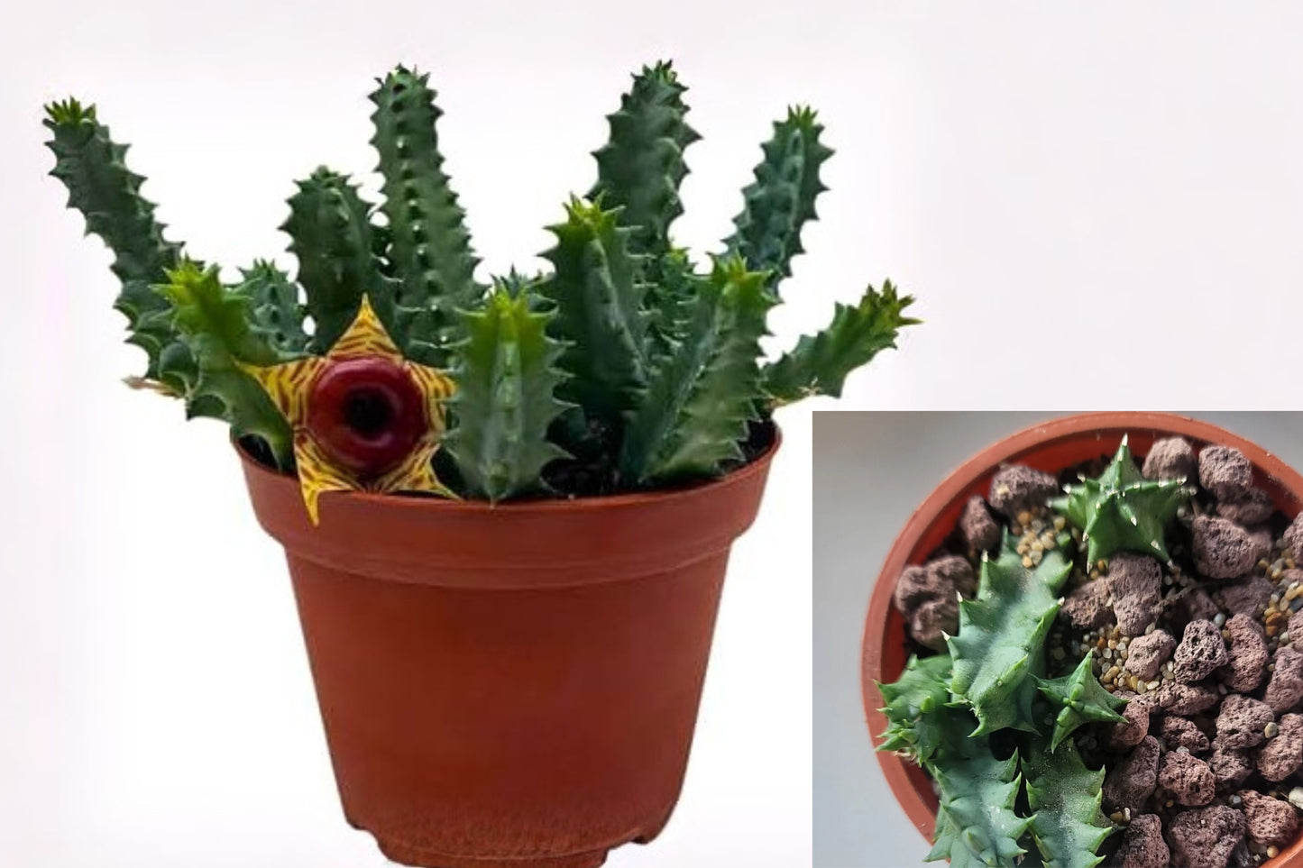 Huernia Zebrina Lifesaver Plant – 1 Live Rooted Succulent in 4-Inch Pot