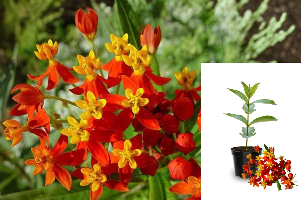 2 Red Butterfly Milkweed Live Plants – 4–8" Tall – Asclepias tuberosa