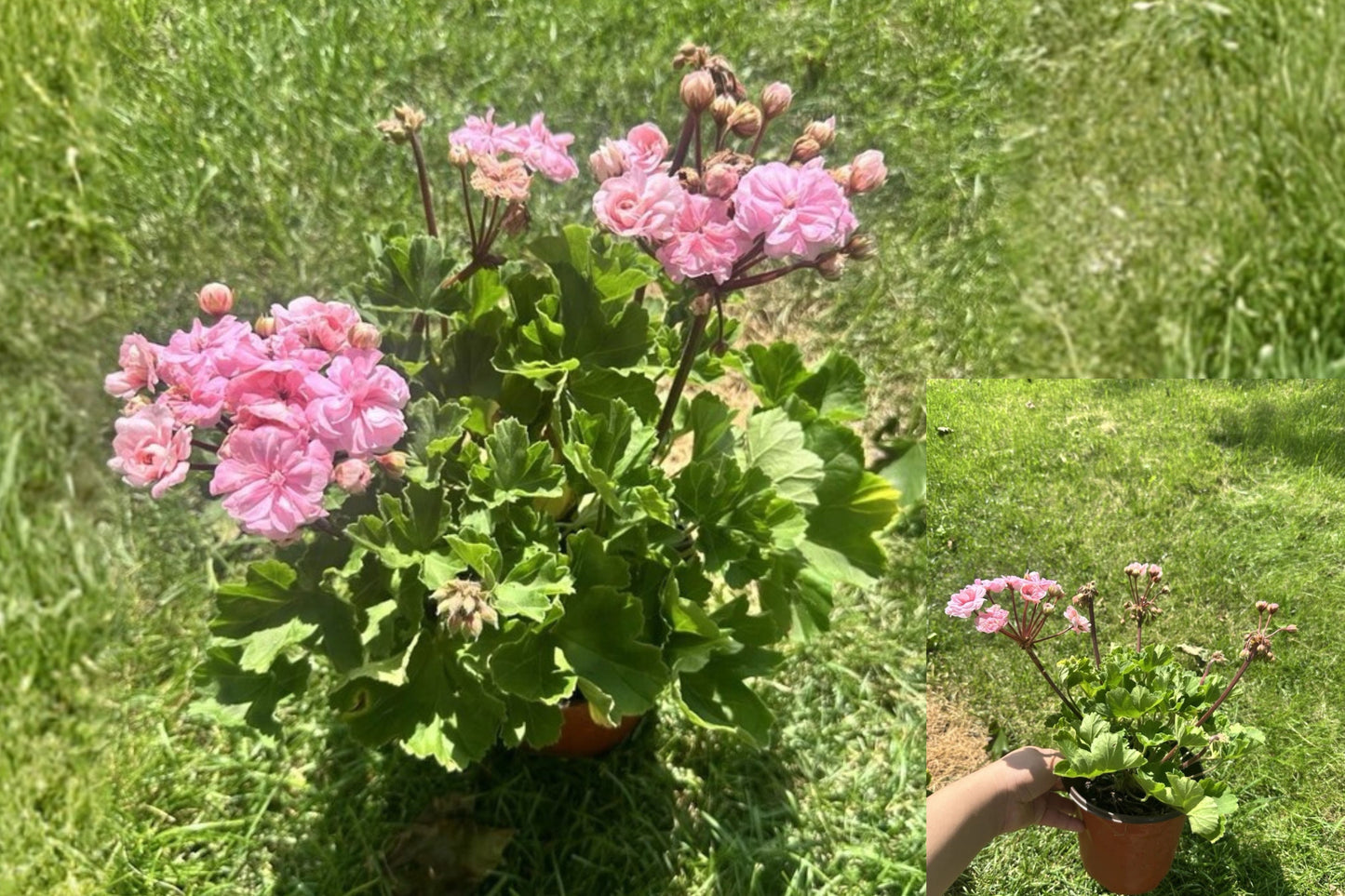 Pink Bel Double Geranium Live Potted Plant – Pelargonium