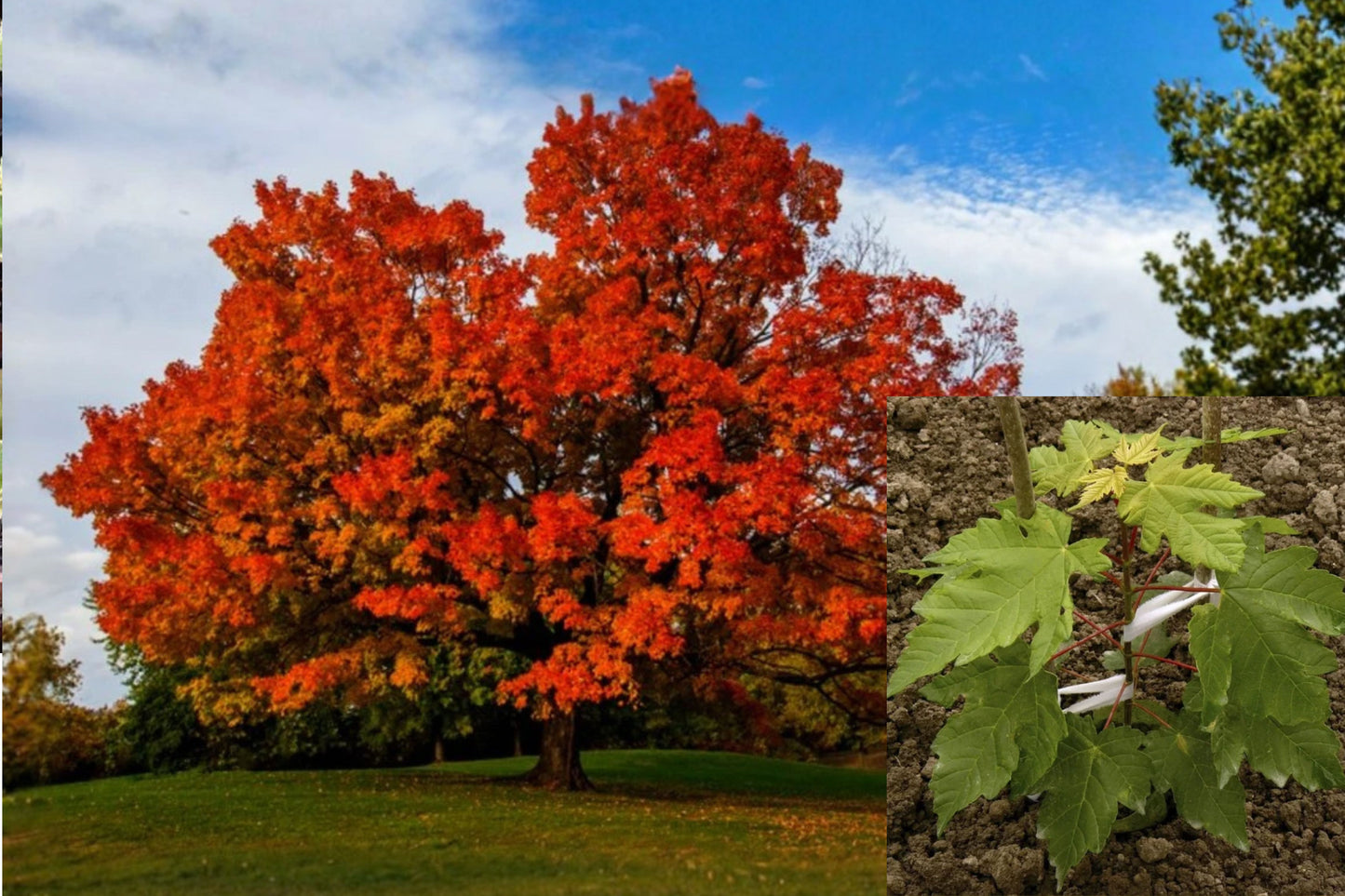 2 Sugar Maple Live Plants – 6 Inch Tall, 4 Inch Pots – Acer saccharum