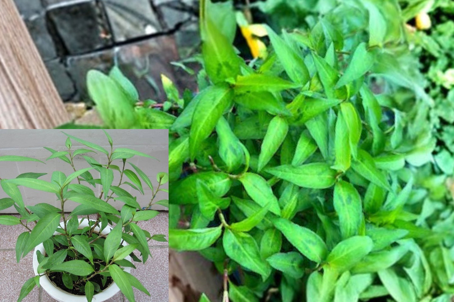 5 Live Rau Ram Plants – 8–10" Bare Root Vietnamese Coriander Herb
