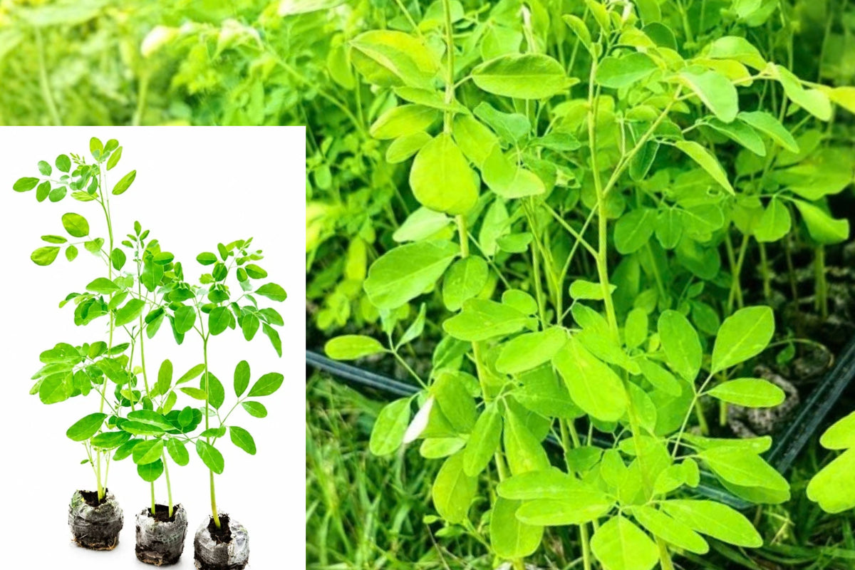 Moringa Oleifera 3 Live Tree Seedlings – Drumstick Tree