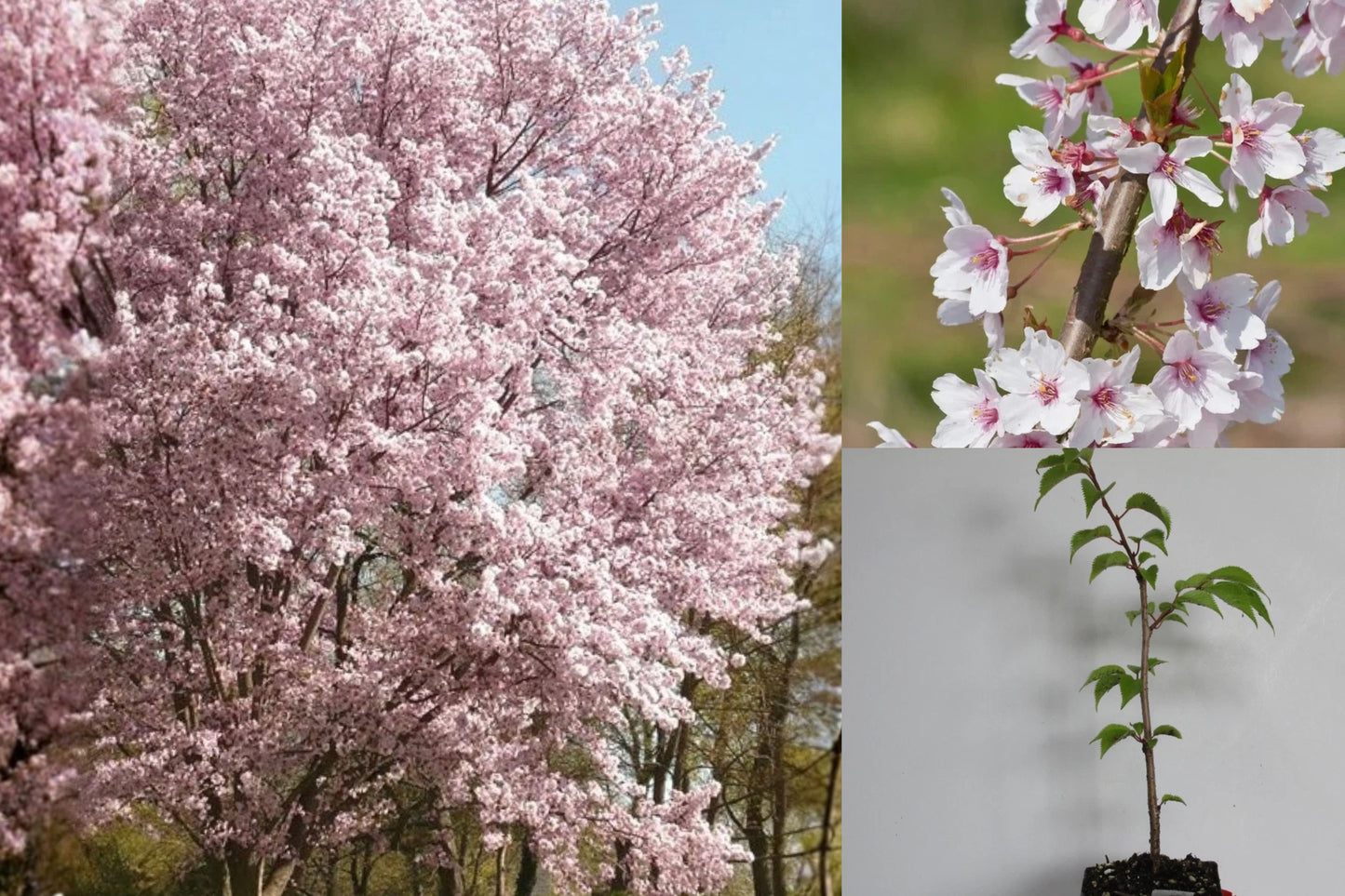 Autumnalis Flowering Cherry Live Tree 6–10 Inch – Prunus