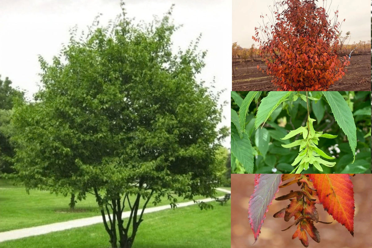 American Hornbeam 2 Live Bare Root Plants – 14+ Inches – Carpinus caroliniana