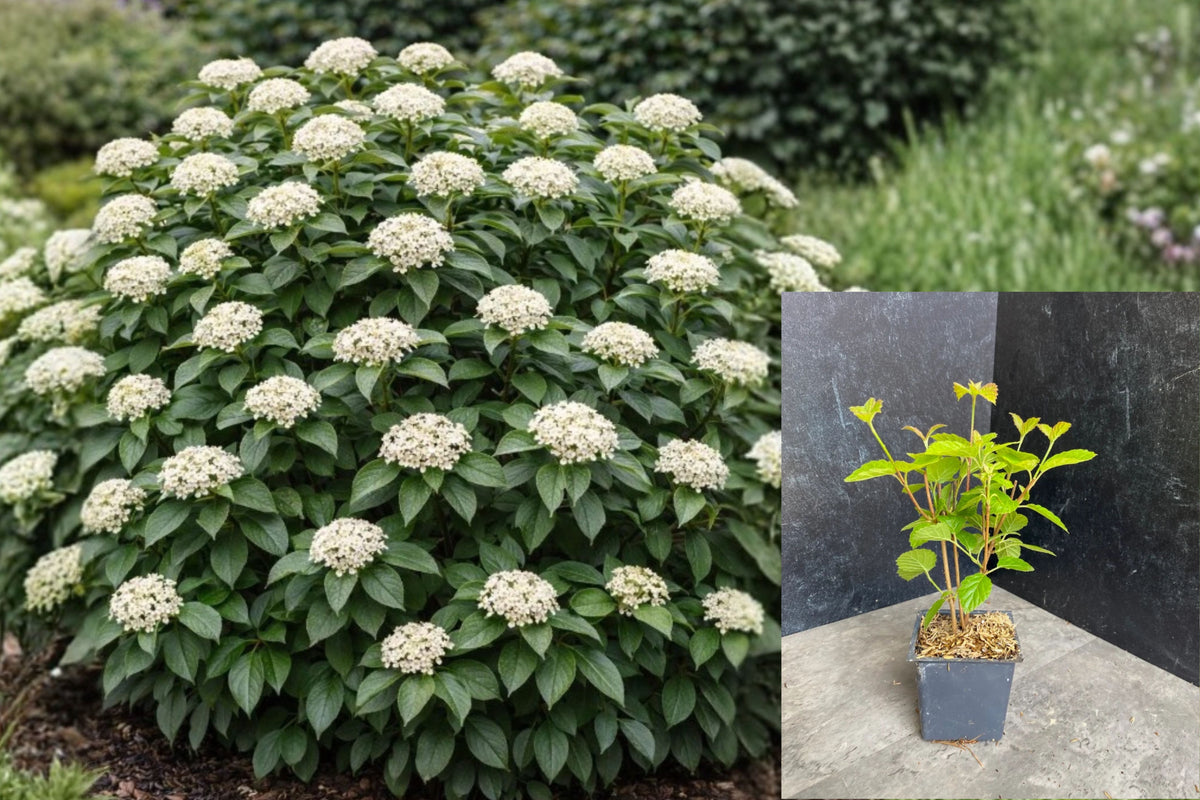 Chicago Lustre Viburnum Live Plant – 2.5-Inch Pot – Viburnum