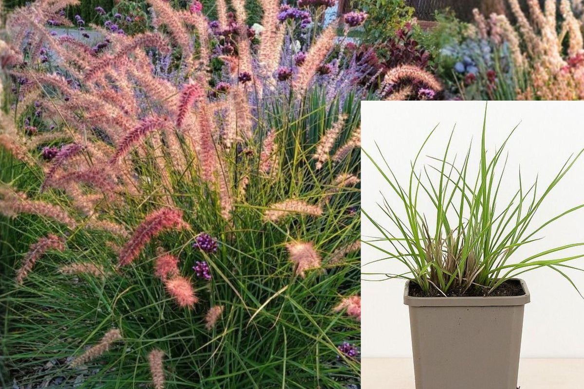 3 Rose Fountain Grass Live Plants, 4–8 Inch Ornamental Grass Starters, Garden Border Plants