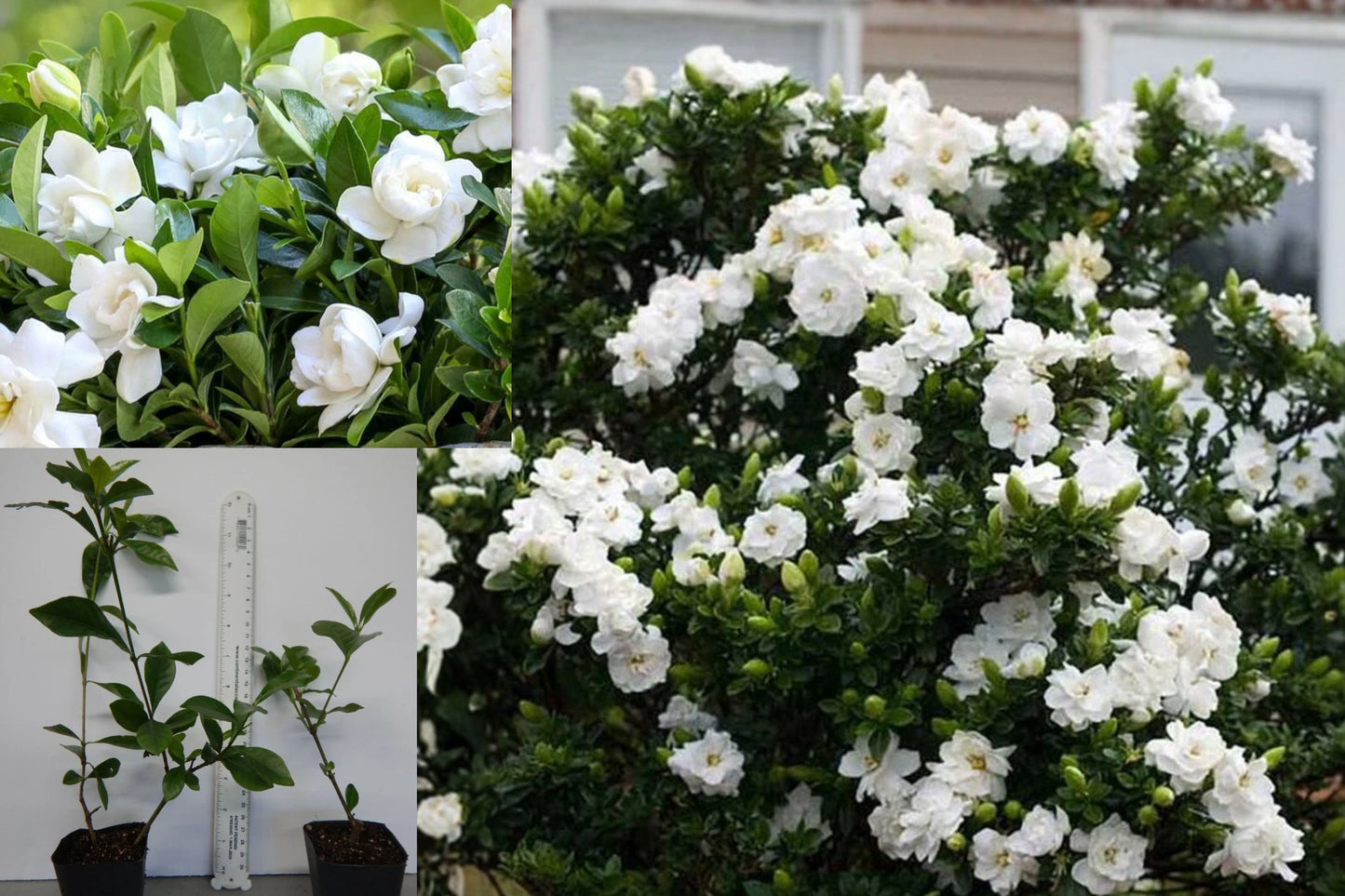 Gardenia Veitchii 1 Live Starter Plant – Gardenia jasminoides
