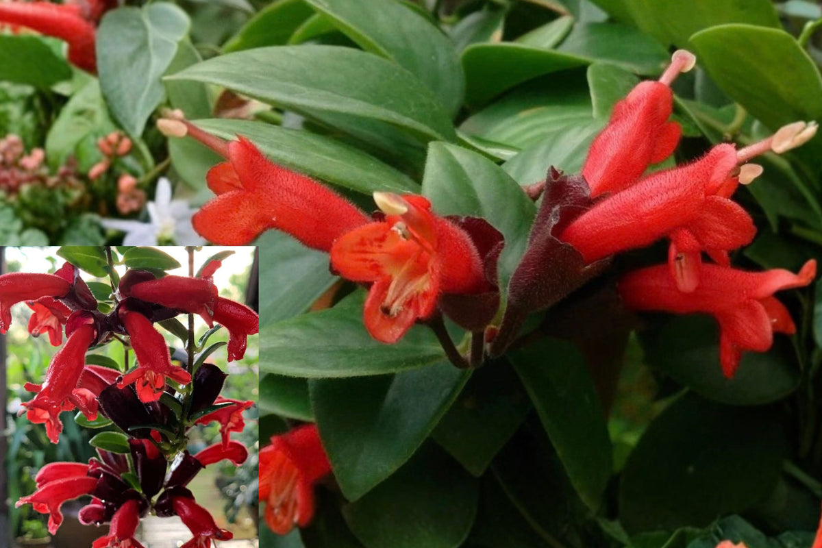 Red Lipstick Plant Live Plug – 1–3" Tall – Aeschynanthus