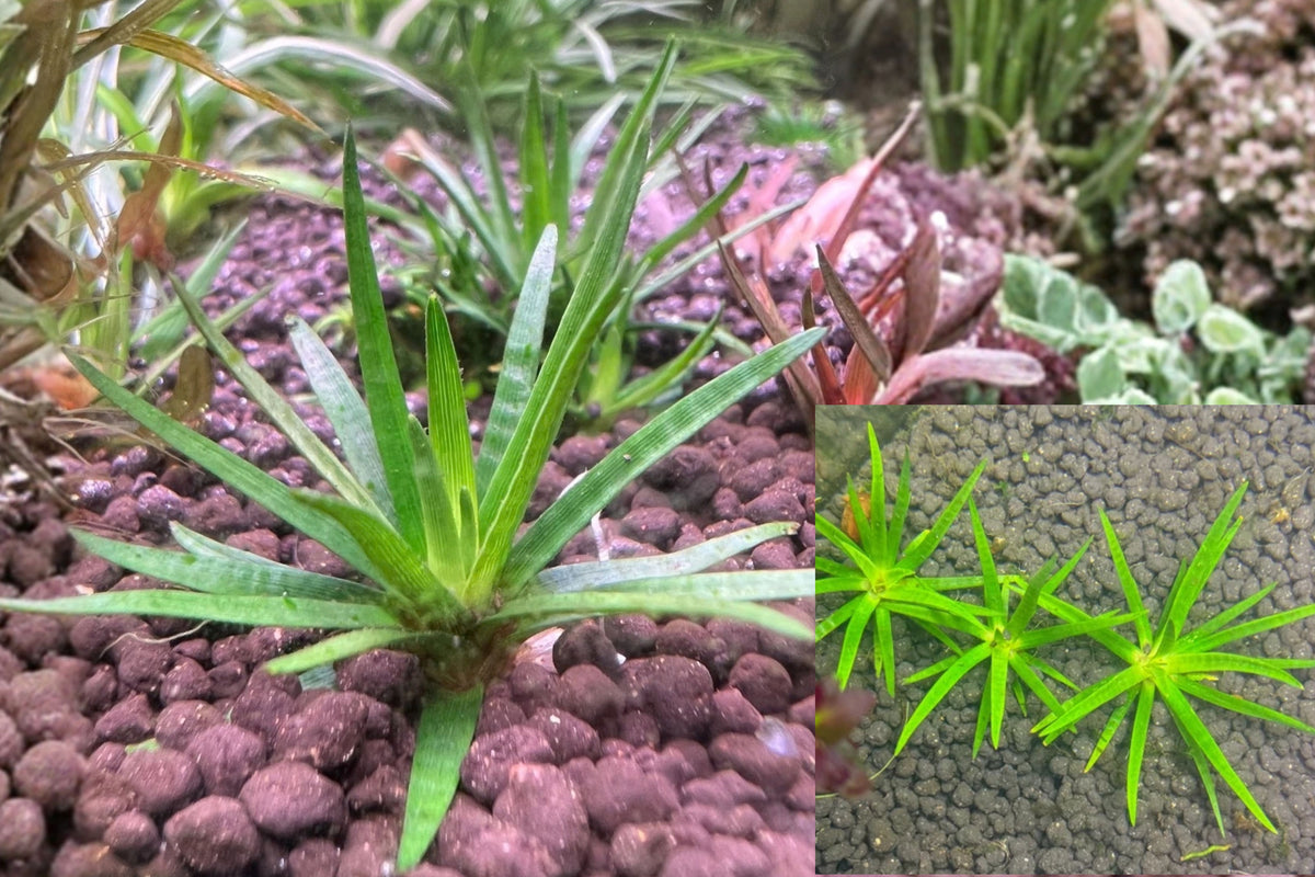 Eriocaulon truncatum Live Aquarium Plant – 1 Plant – Eriocaulon