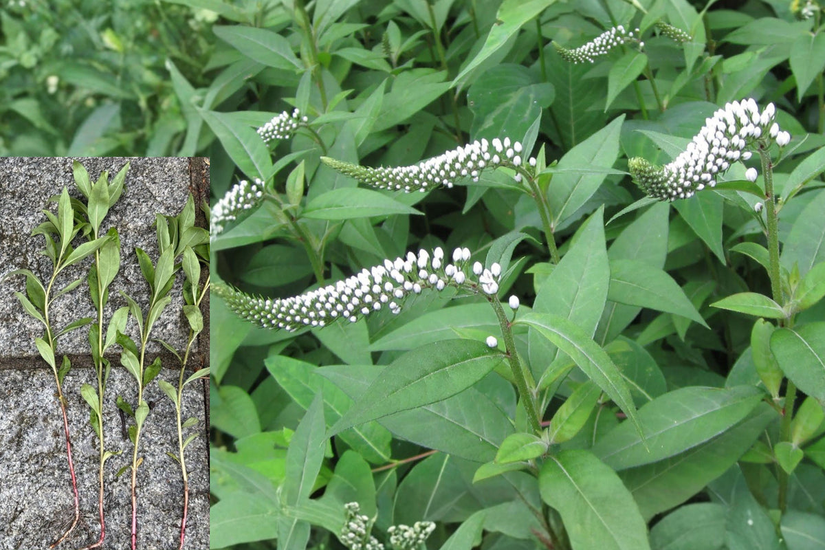 Gooseneck Loosestrife Live Plants, White Flowering Perennial, Bare Root Garden Plants for Summer Blooms, Pack of 25
