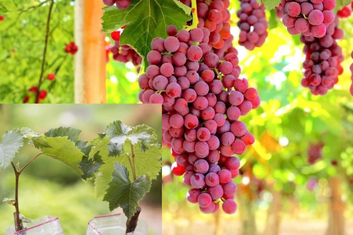 Red Seedless Grape Live Plant, 5–10 Inches Tall – Vitis spp.