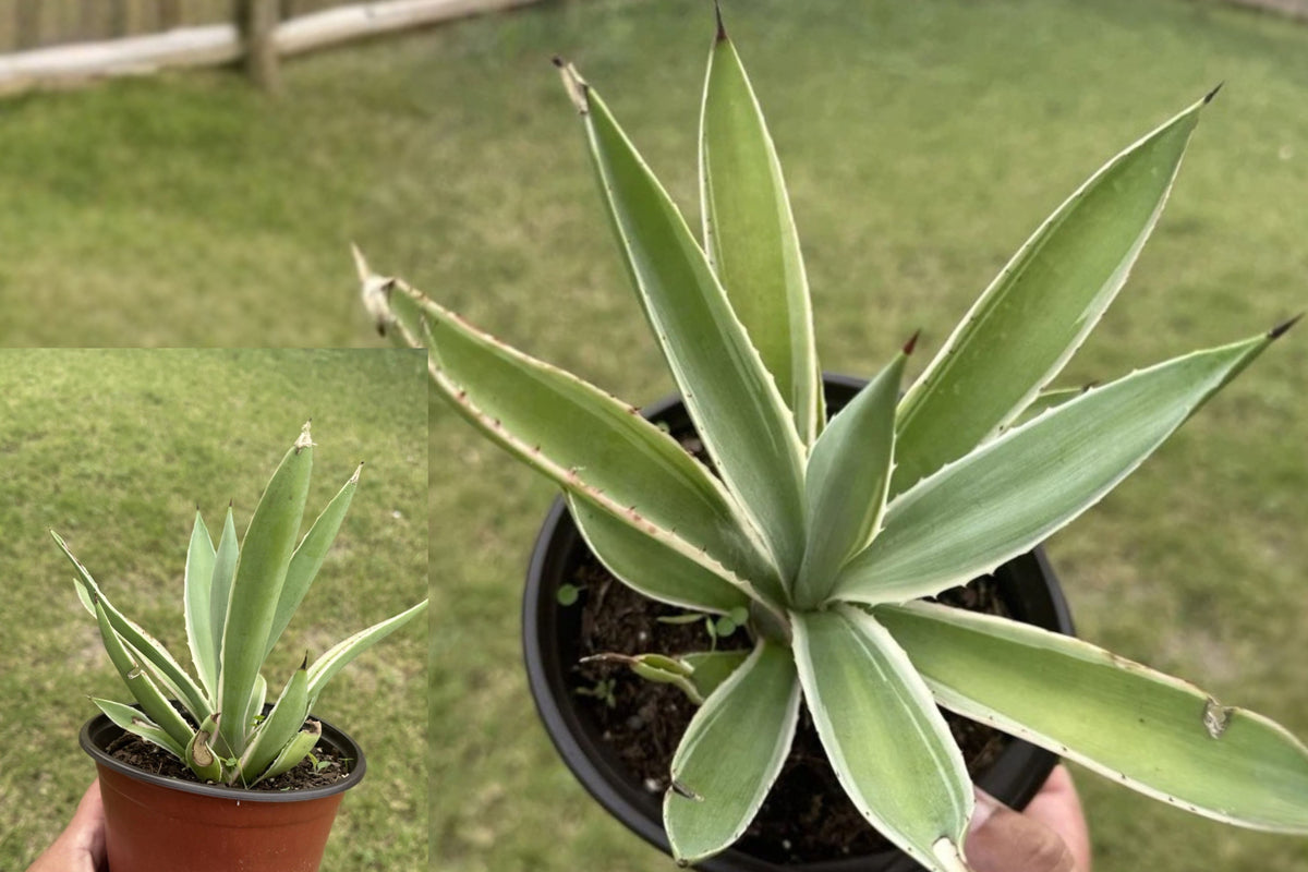 Variegated Caribbean Agave Live Plant, Green and White Succulent in 6 Inch Pot, Slow Growing Ornamental Patio Plant