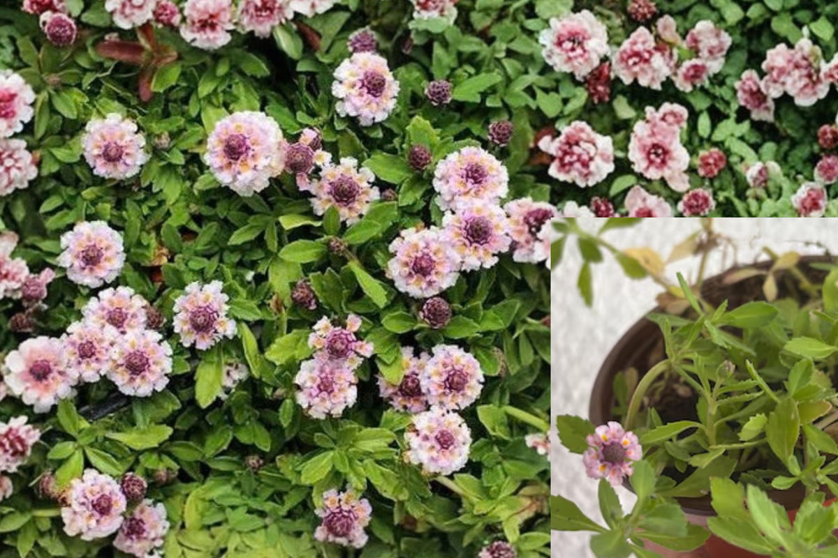Turkey Tangle Frogfruit 12 Live Plants – Phyla nodiflora – 2 Inch Pots