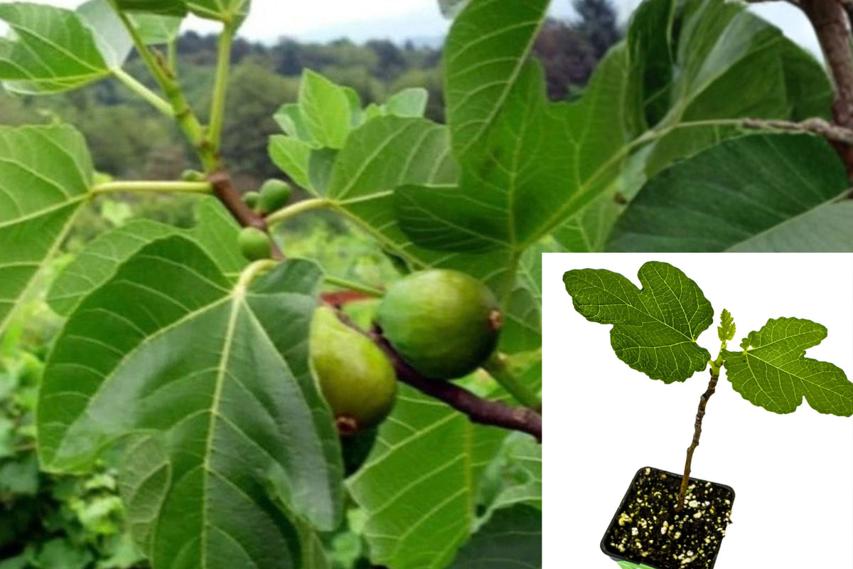 Desert King Fig Live Plant – 1 Bare Root Plant – 16+ Inches – Ficus carica