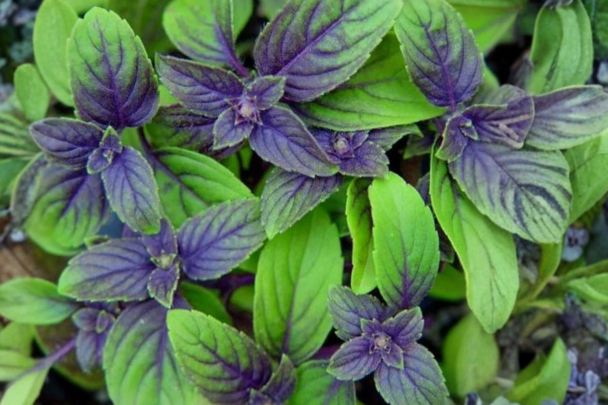 African Blue Basil Live Plant – 1 Plant – 4–6 Inches – 3" Pot – Basil