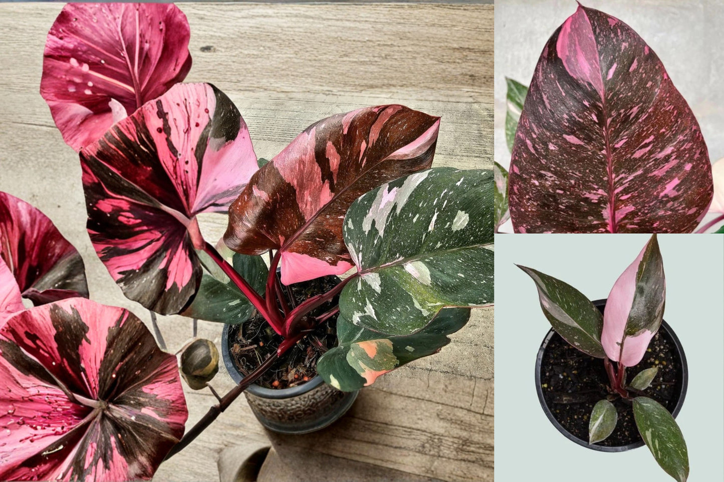 Philodendron Pink Marble Live Plant – 3–5 Inch Rooted Plant – Variegated