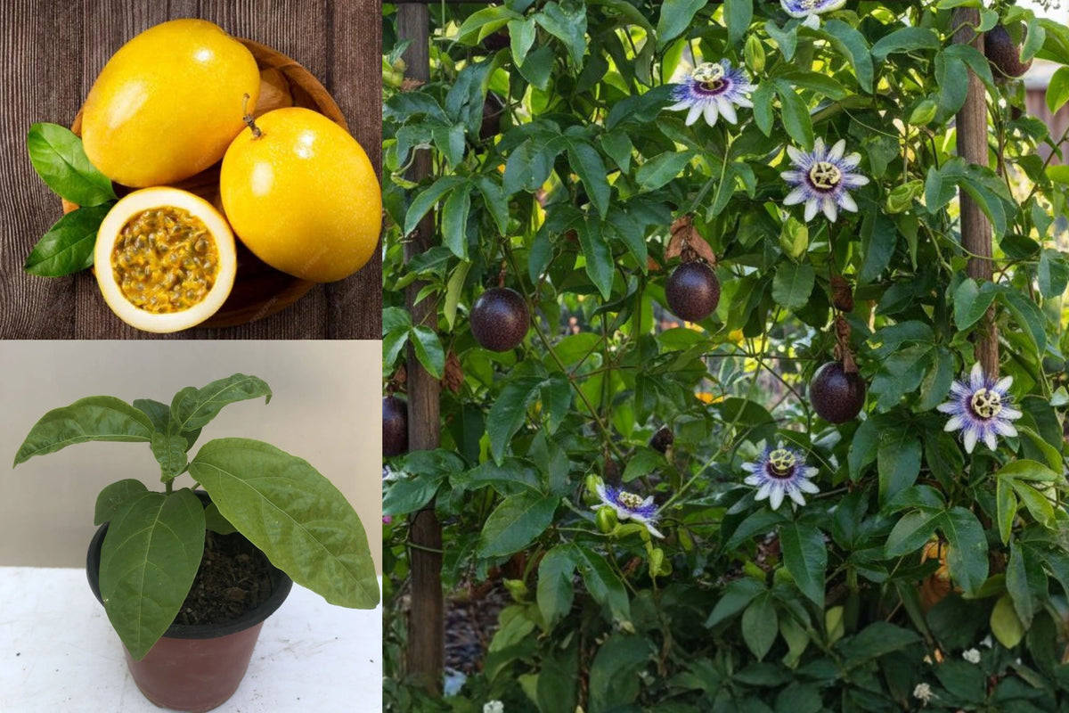 Golden Passion Fruit Live Plant, Passiflora Fruit Vine Starter, 6 Inch Tropical Climbing Plant for Outdoor Gardens