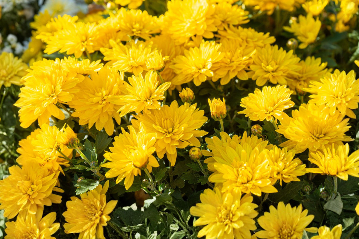 2 Yellow Mum Live Plants, Chrysanthemum Flower Starters, 5–8 Inch Rooted Perennials for Garden Beds, Borders and Containers