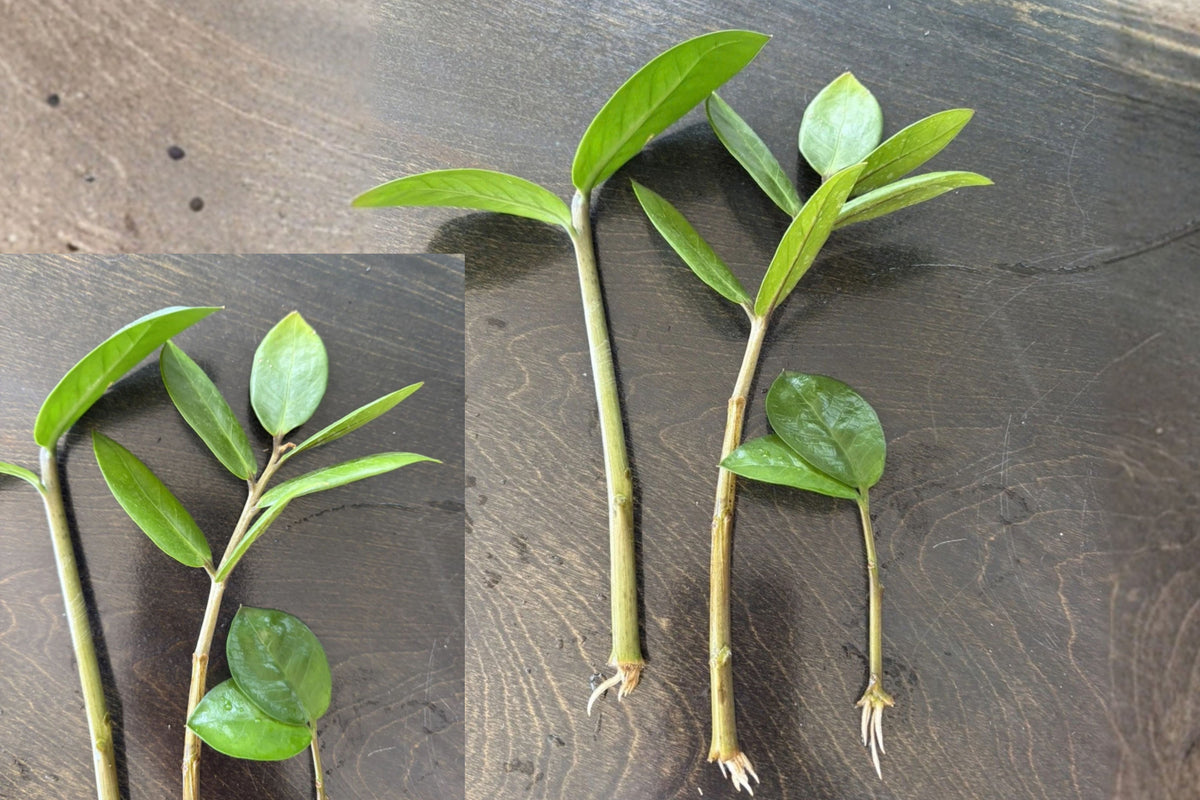 3 ZZ Green Live Plants – Rooted Potted Houseplants – Zamioculcas zamiifolia
