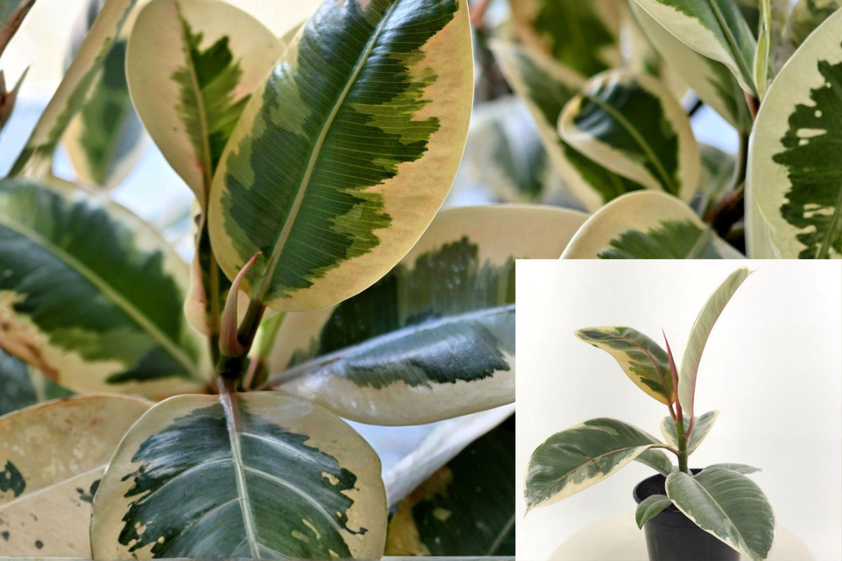 Variegated Rubber Plant Live, Ficus Houseplant in 4 Inch Pot, White and Green Foliage, Tropical Indoor Plant