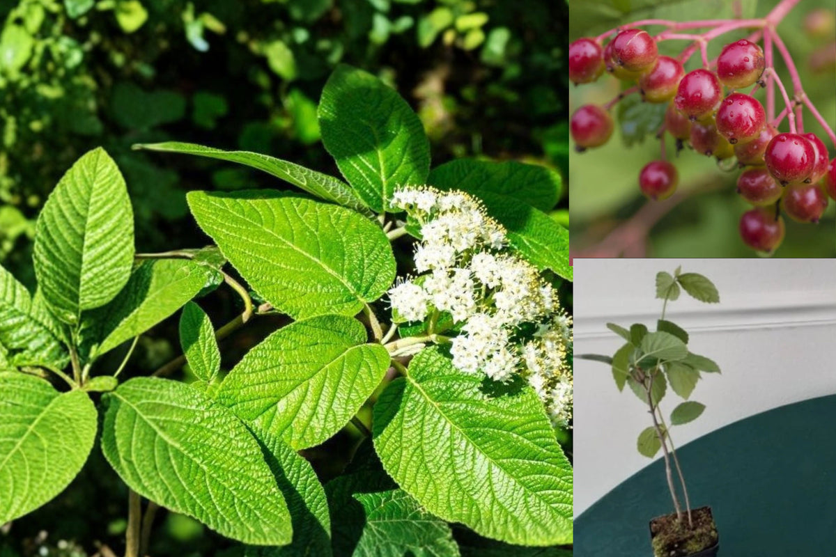 2 Alleghany Viburnum Live Plants, 6–8 Inch Evergreen Shrubs, 3 Inch Pots, Flowering Hedge and Privacy Screening Plants