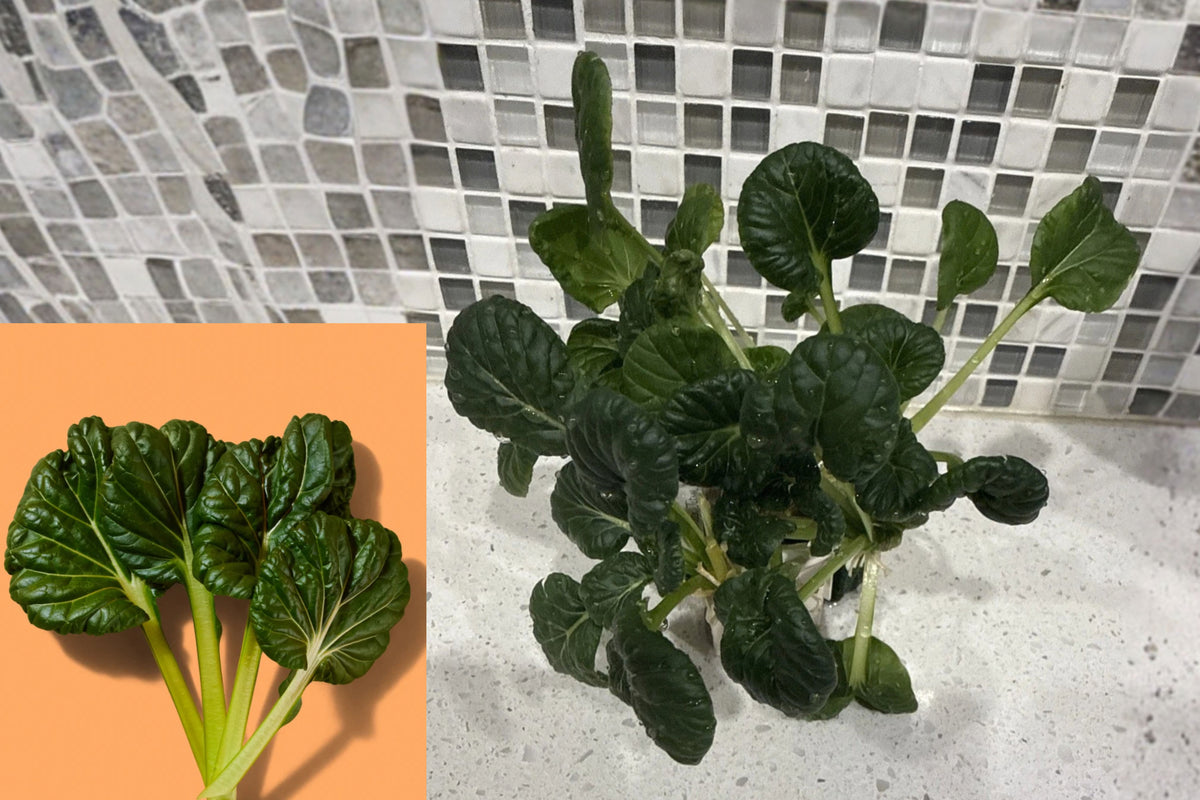 Green Tatsoi Live Plant – Mature Hydroponic Vegetable – Gardyn Compatible