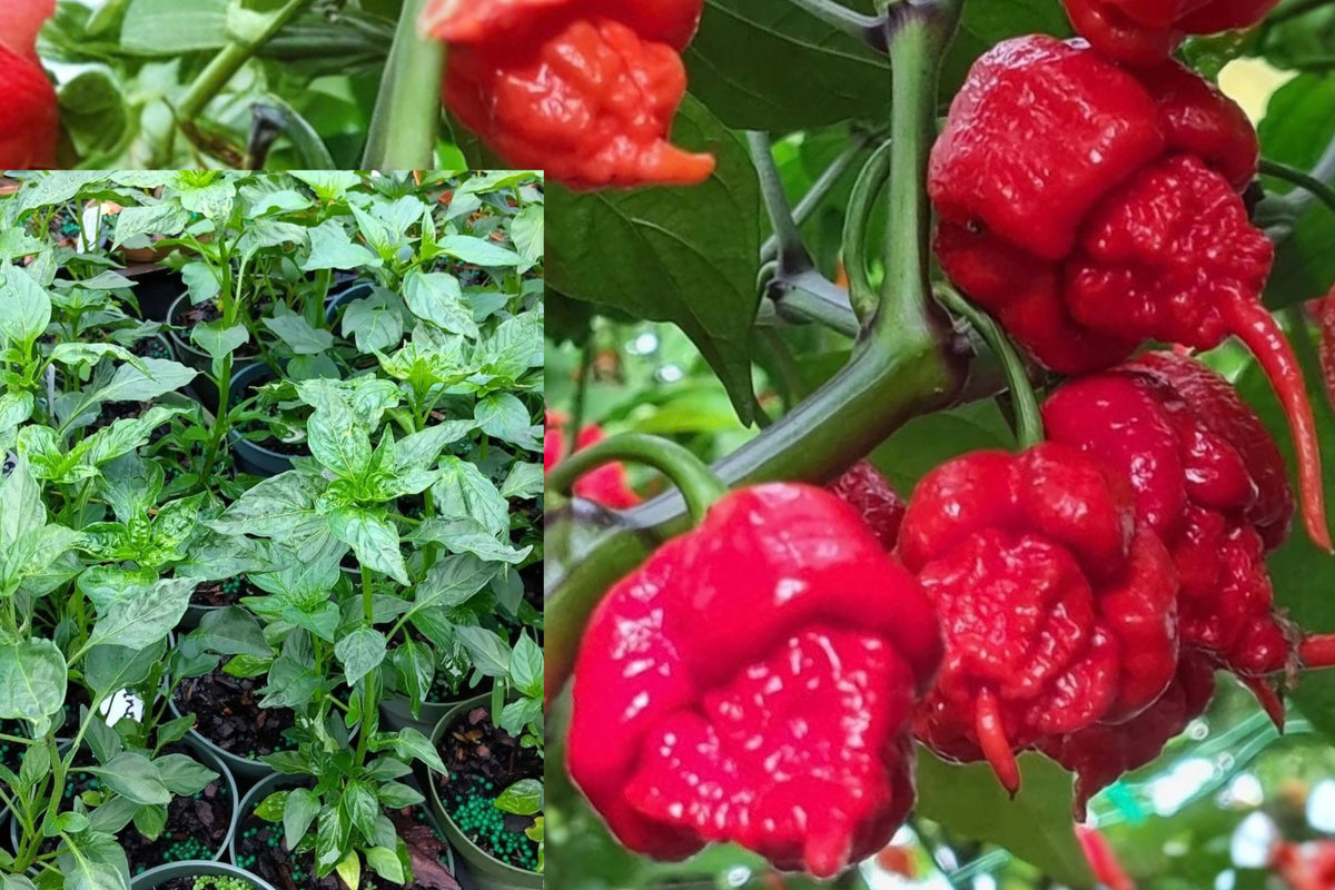 Carolina Reaper Pepper Plants – 2 Live Seedlings – Red Chili Pepper