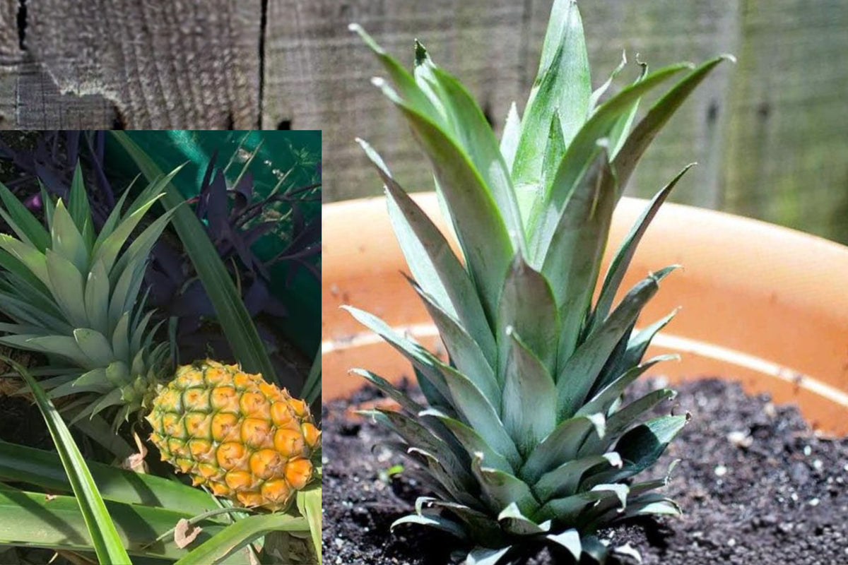 Sugarloaf Pineapple Live Plants, Set of 2, 4–6 Inch Tropical Fruit Plant Starters, Container Garden Plants, Ships Without Pots