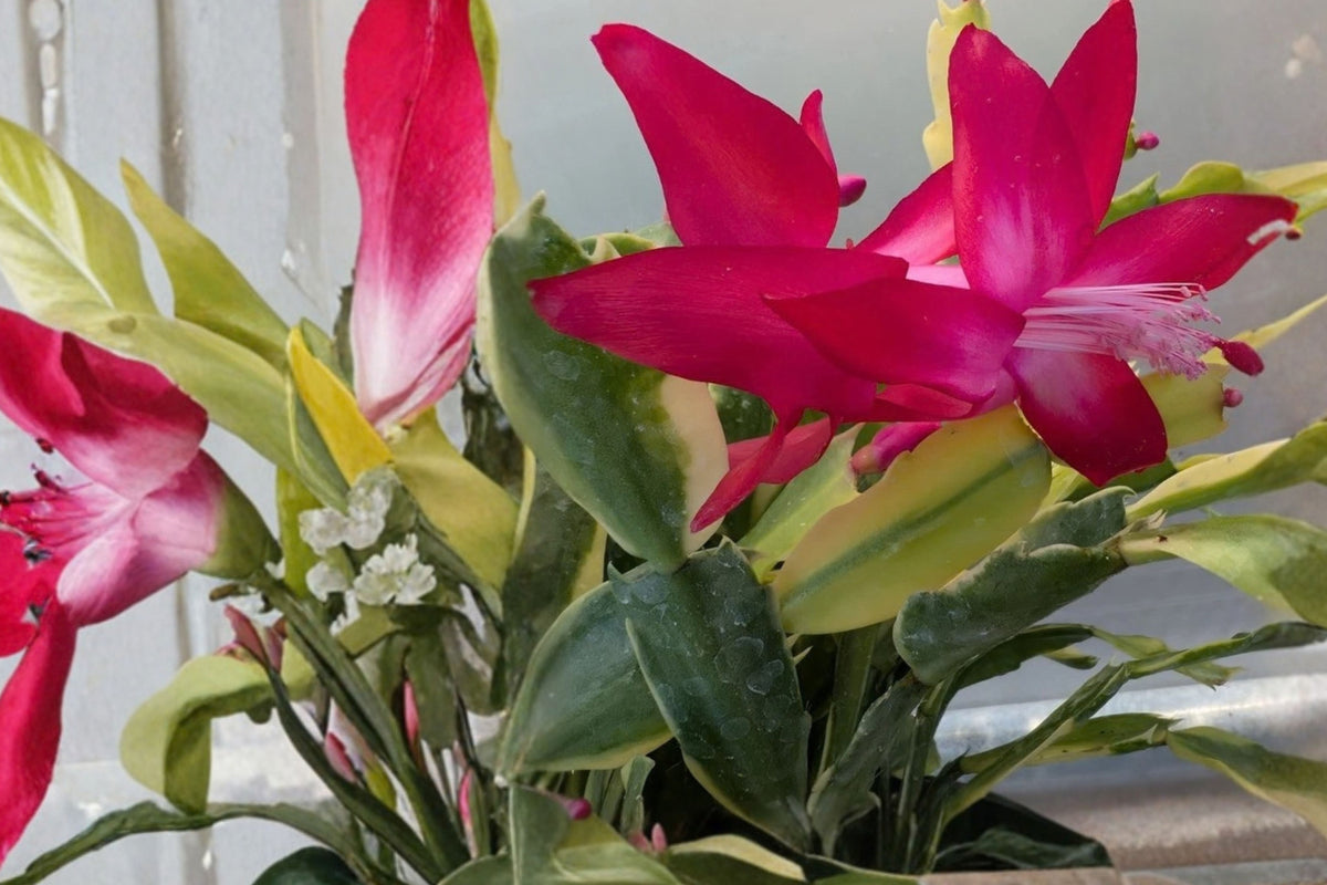 Variegated Christmas Cactus Live Plant – 1 Bare Root – Schlumbergera