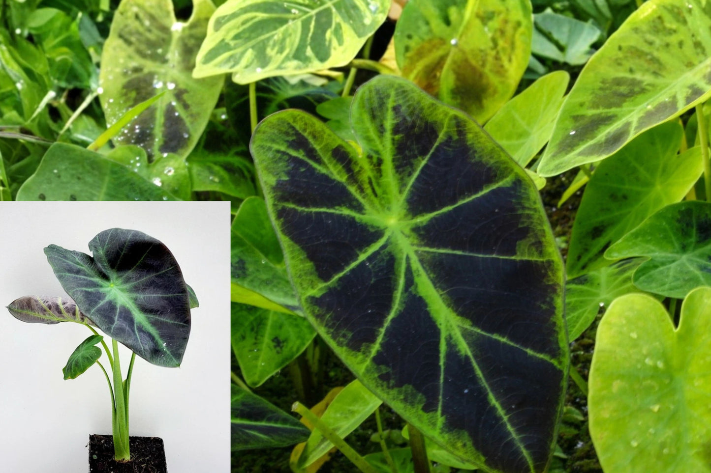 Imperial Taro Live Plant – Colocasia esculenta – Tropical Pond Plant