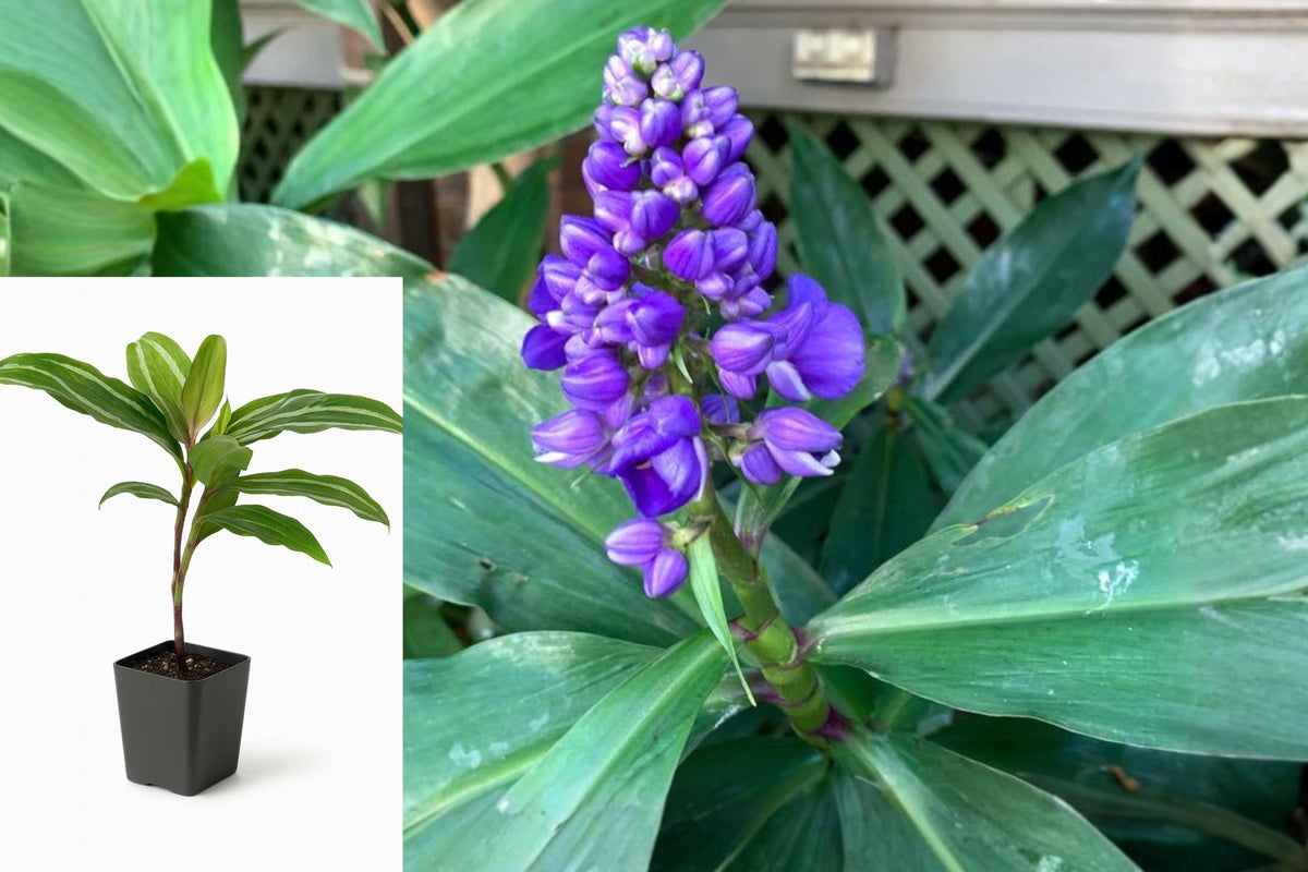 Sapphire Blue Ginger Live Plant, Dichorisandra thyrsiflora Rooted Starter, Tropical Blue Flowering Ornamental Plant in Pot