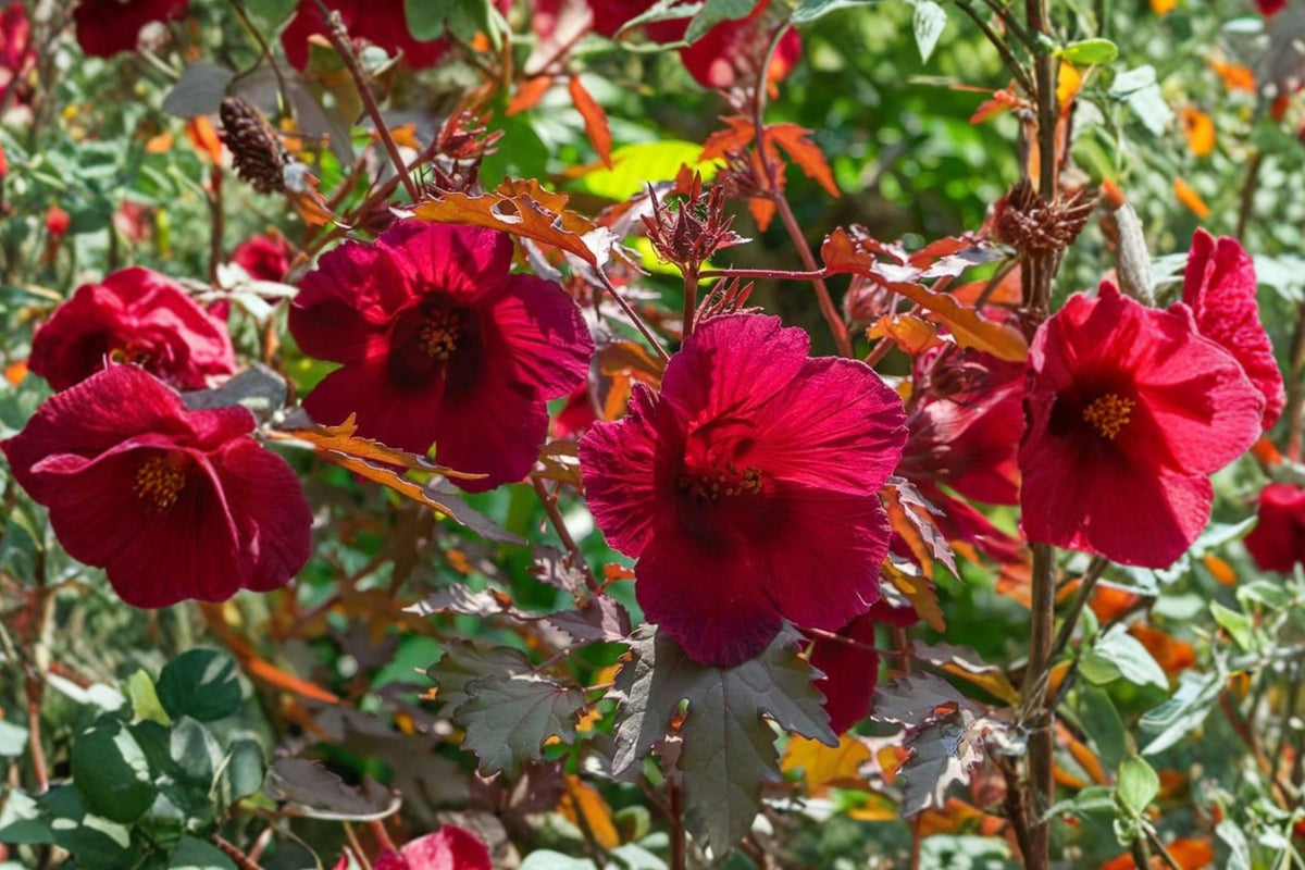 2 Red Hibiscus Live Plants – 3 Inch Seedlings – Hibiscus sp.
