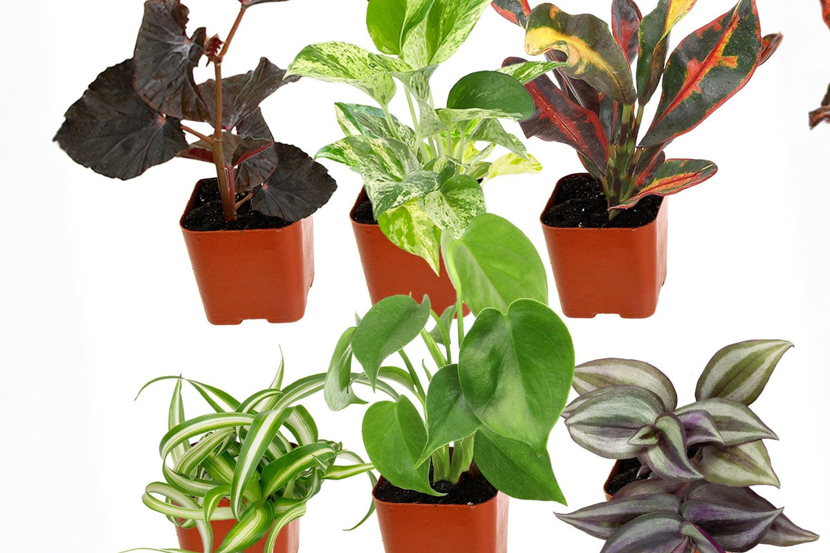 6 Pack Live Houseplants, Assorted Rooted Indoor Plants in 2 Inch Pots, Mini Greenery for Desks, Shelves and Plant Gifts