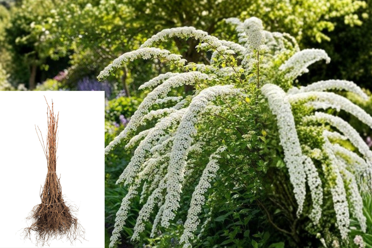 Spirea Vanhouttei Live Bare Root Shrub, 12–24 Inch White Spring Flowering Plant, Hardy Landscape Hedge Shrub, Zones 3–8