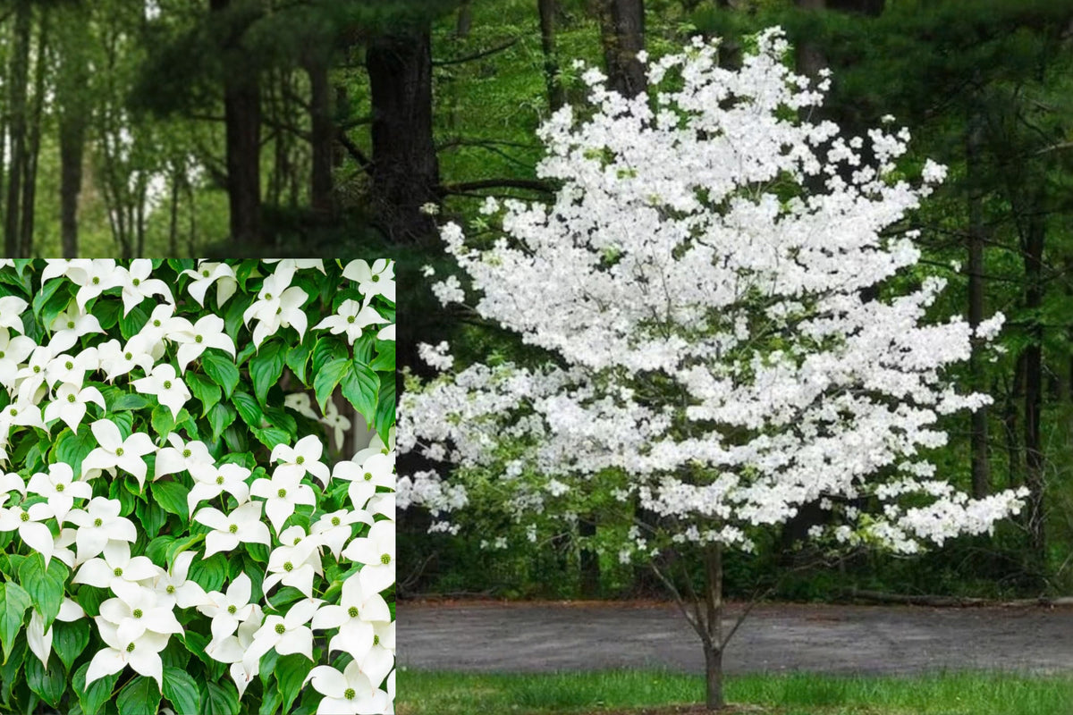 White Kousa Dogwood Live Tree – 6–12 Inch Seedling – Cornus sp.