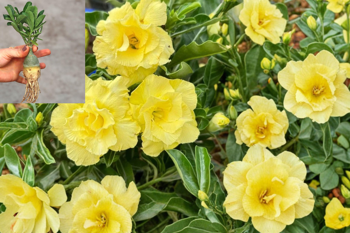 2 Yellow Desert Rose Live Plants, Adenium Obesum Rooted Starters, Double Flower Variety, No Pot Included